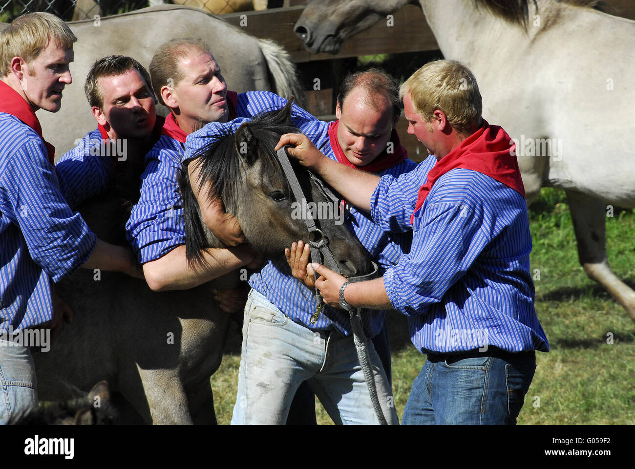 Dülmener Wildhorse Stock Photo