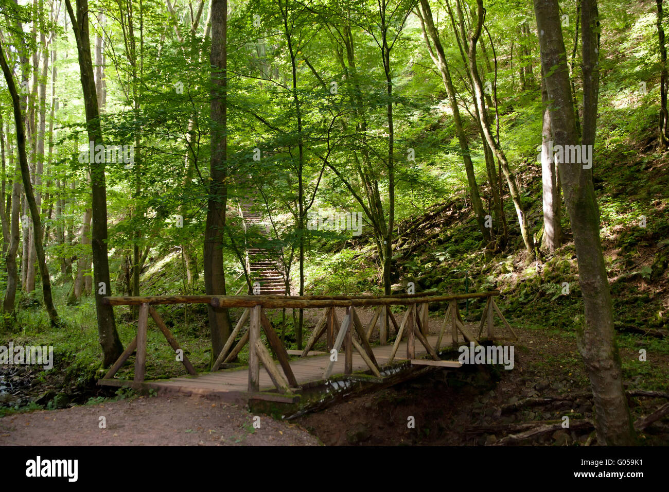 Forest Track. Germany Stock Photo - Alamy