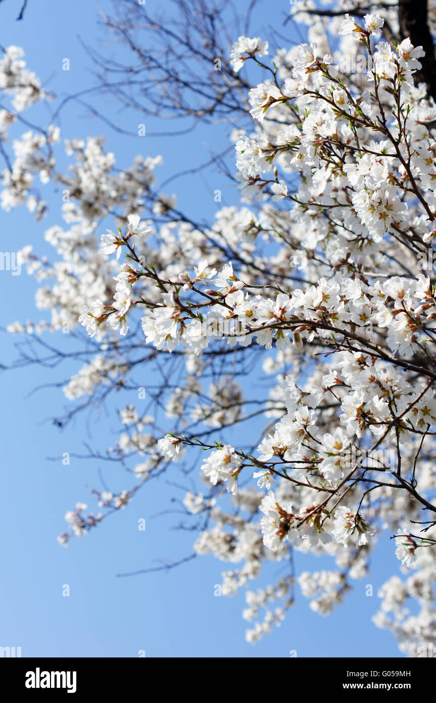 Closeup of cherry tree blooming on the blue sky background Stock Photo ...
