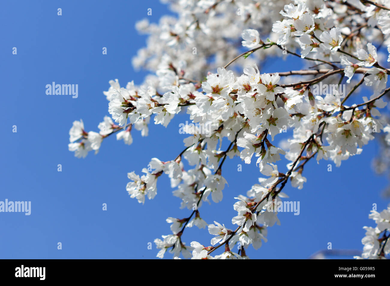 Closeup of cherry tree blooming on the blue sky background Stock Photo ...