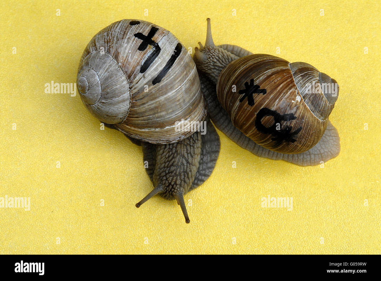 Snails Nurse Stock Photo