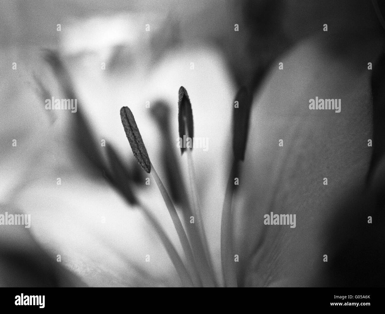 Macro of lily stamen Stock Photo