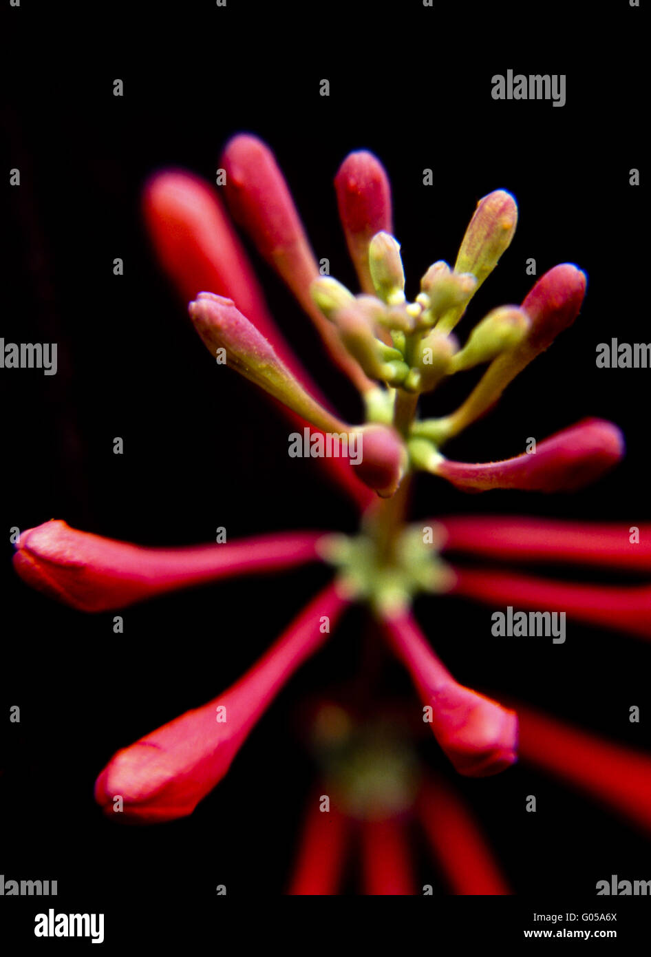 Red honeysuckle flower bud Stock Photo