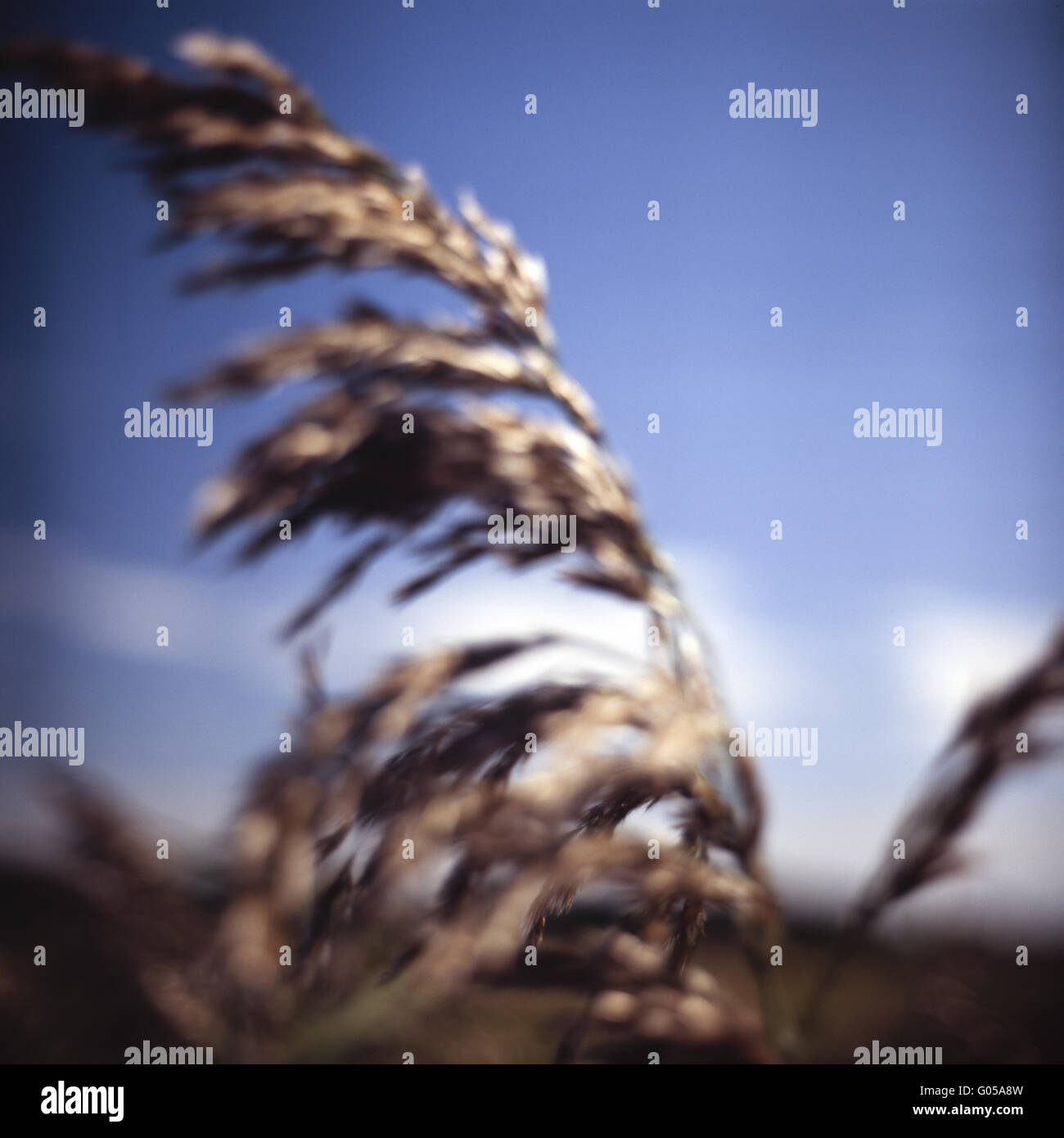 Abstract blur of wild grass Stock Photo