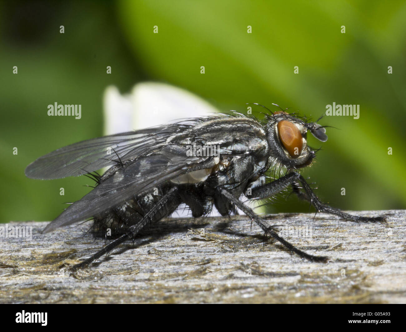 Big house fly musca domestica Stock Photo