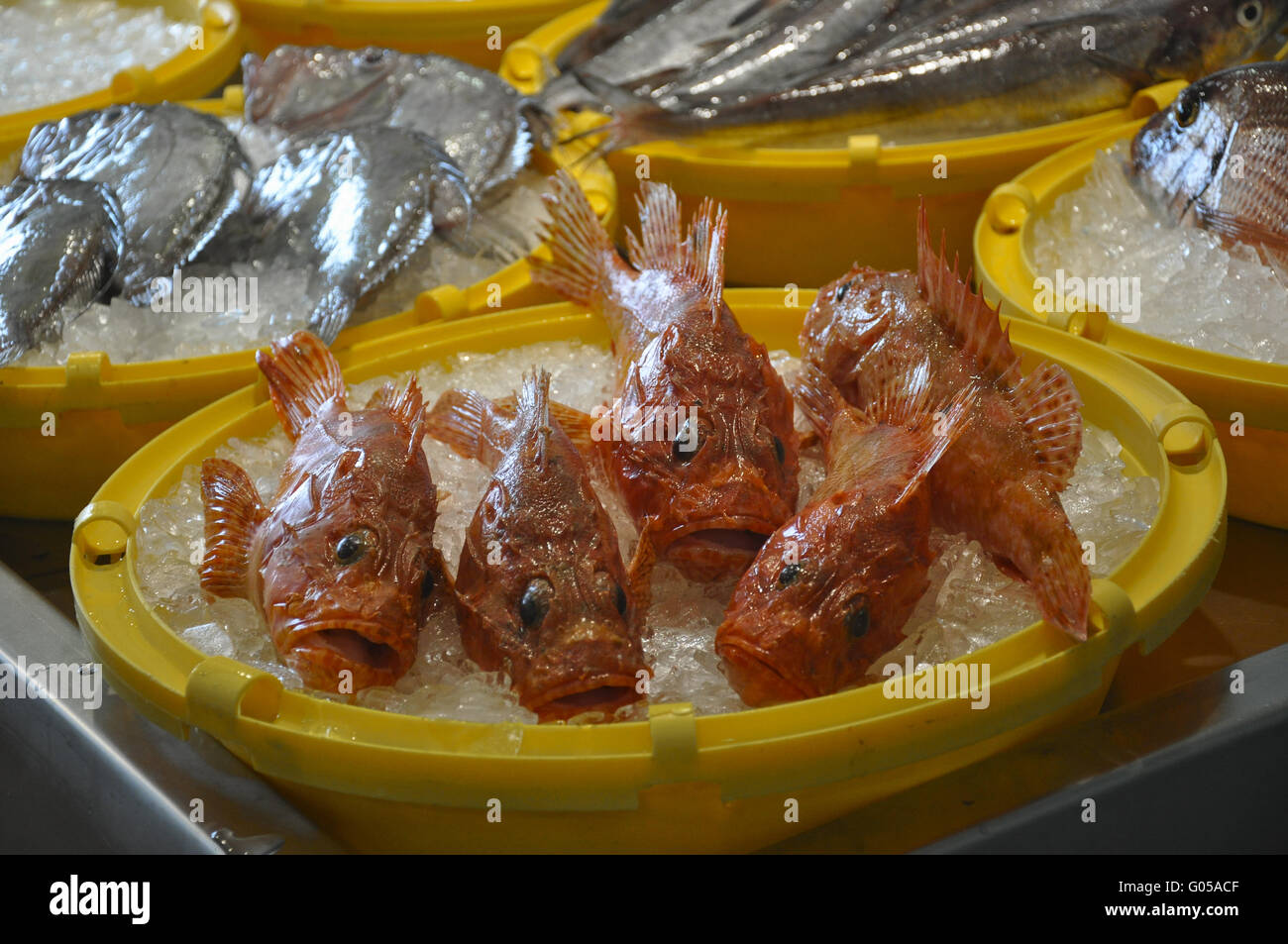 red rockfish Stock Photo