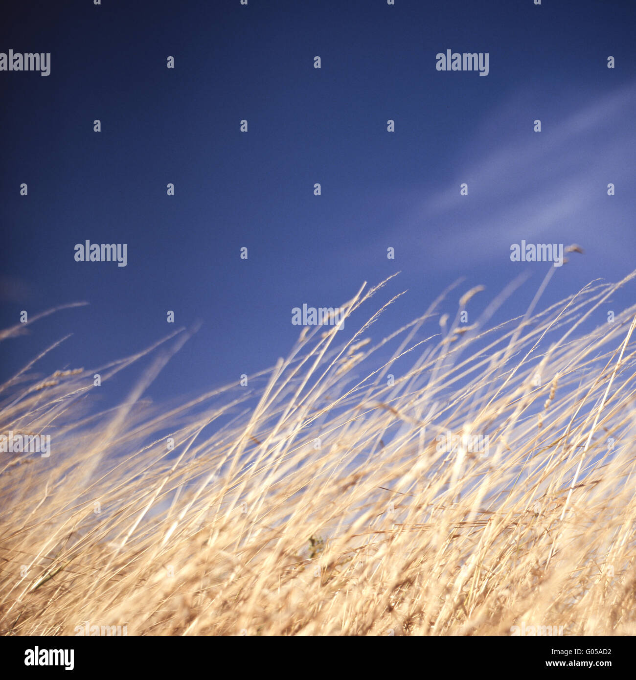 Wild grass and blue sky Stock Photo