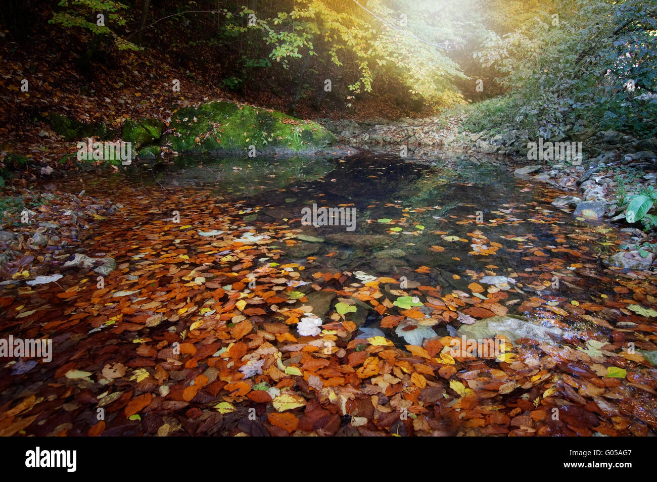 Leaves floating in water leaves hi-res stock photography and images - Alamy