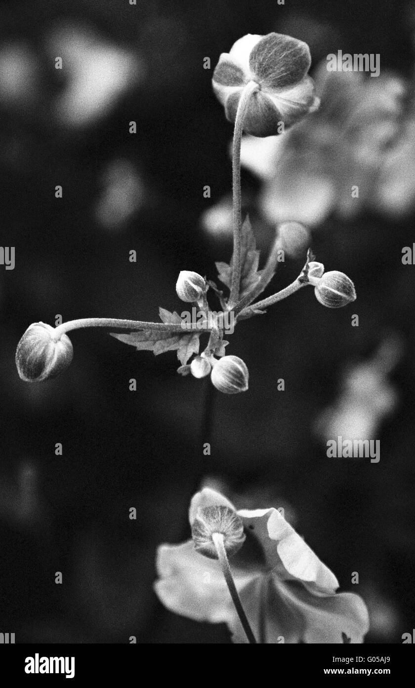 Flower buds of Japanese anenome Stock Photo
