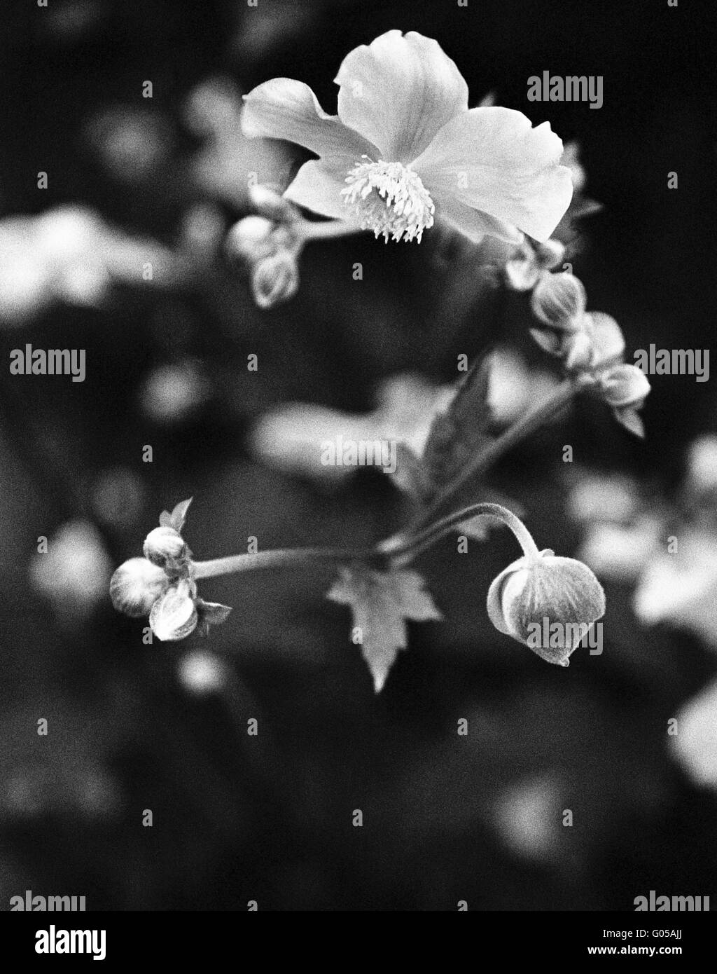 Japanese Anenome flower Stock Photo