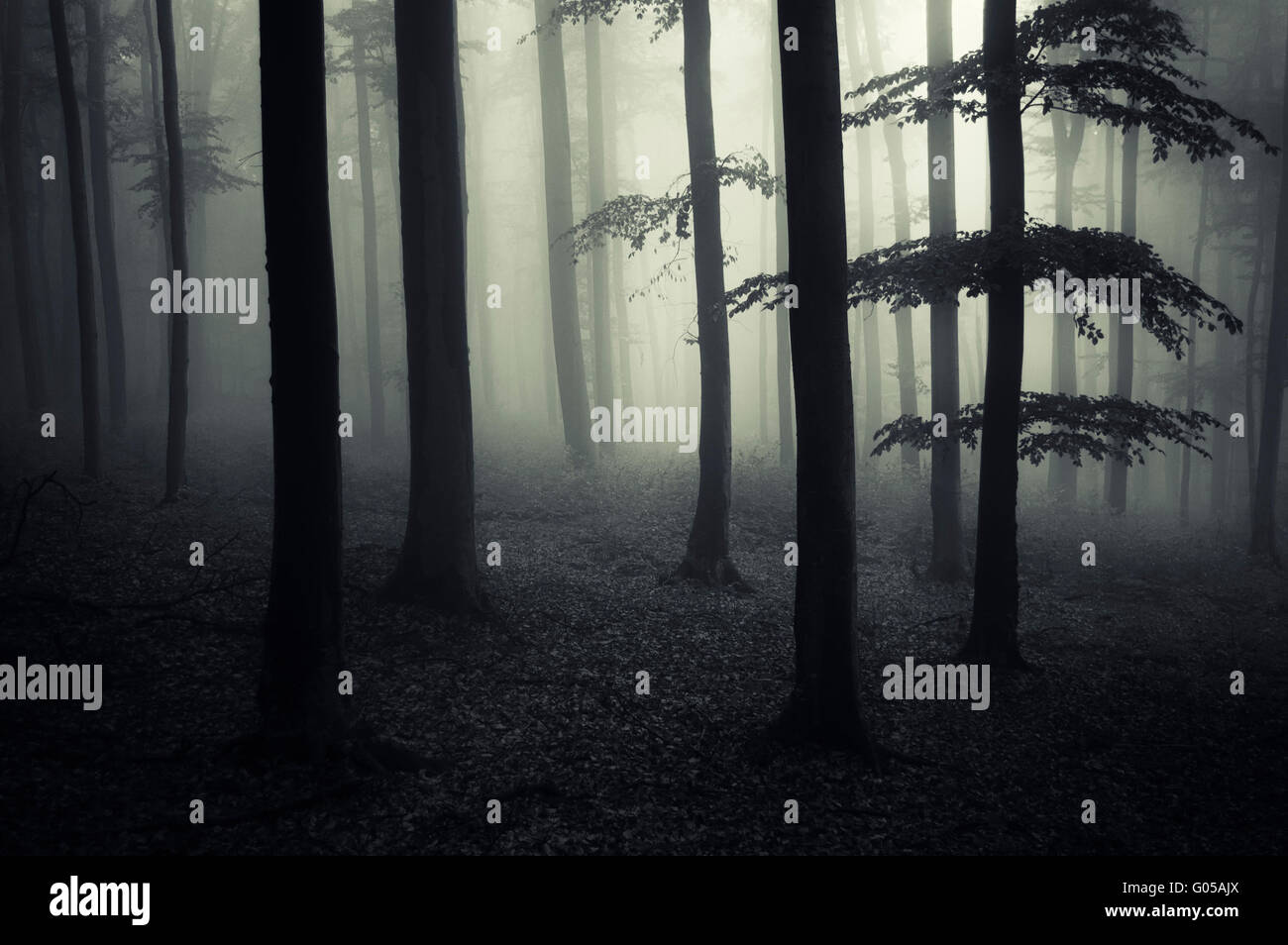 dark scary forest landscape Stock Photo