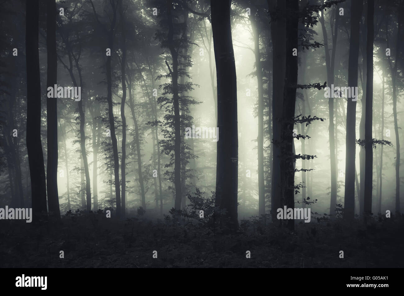 dark scary forest landscape Stock Photo