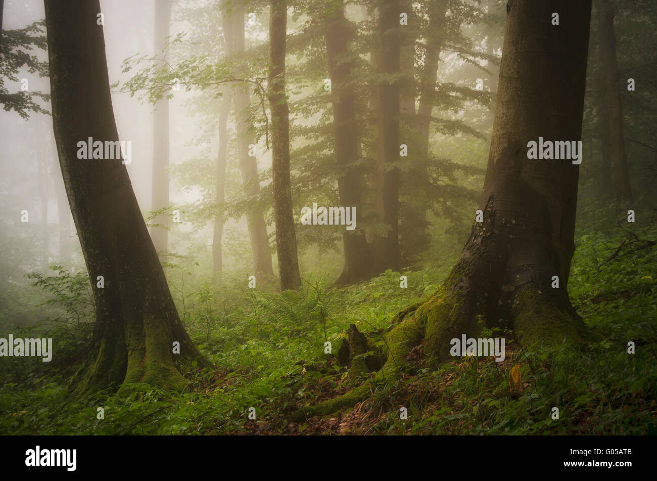 Green roots hi-res stock photography and images - Alamy