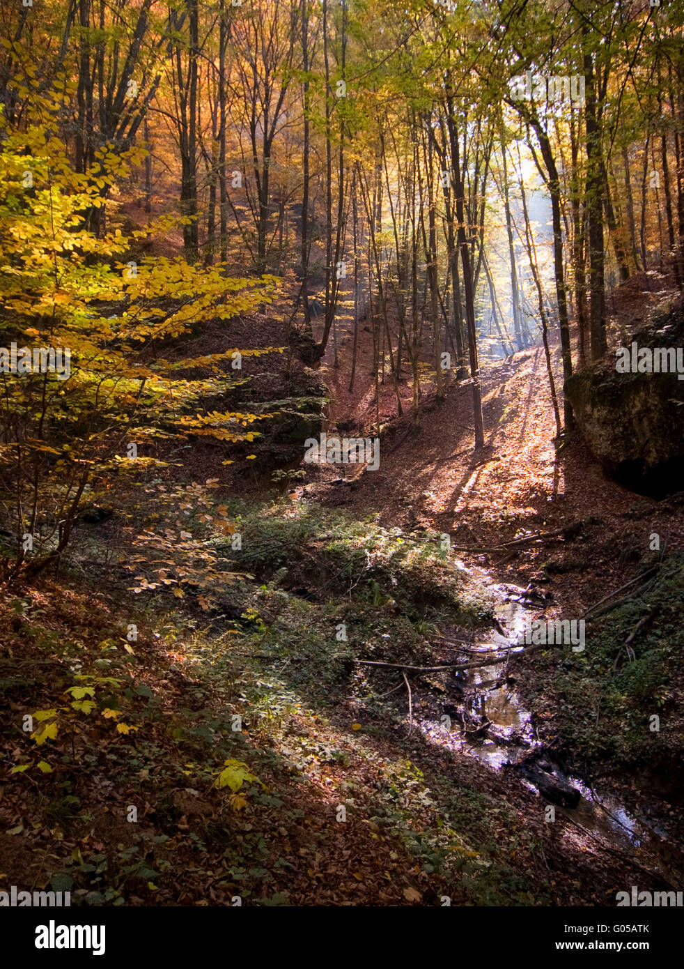 vivid autumn forest landscape Stock Photo