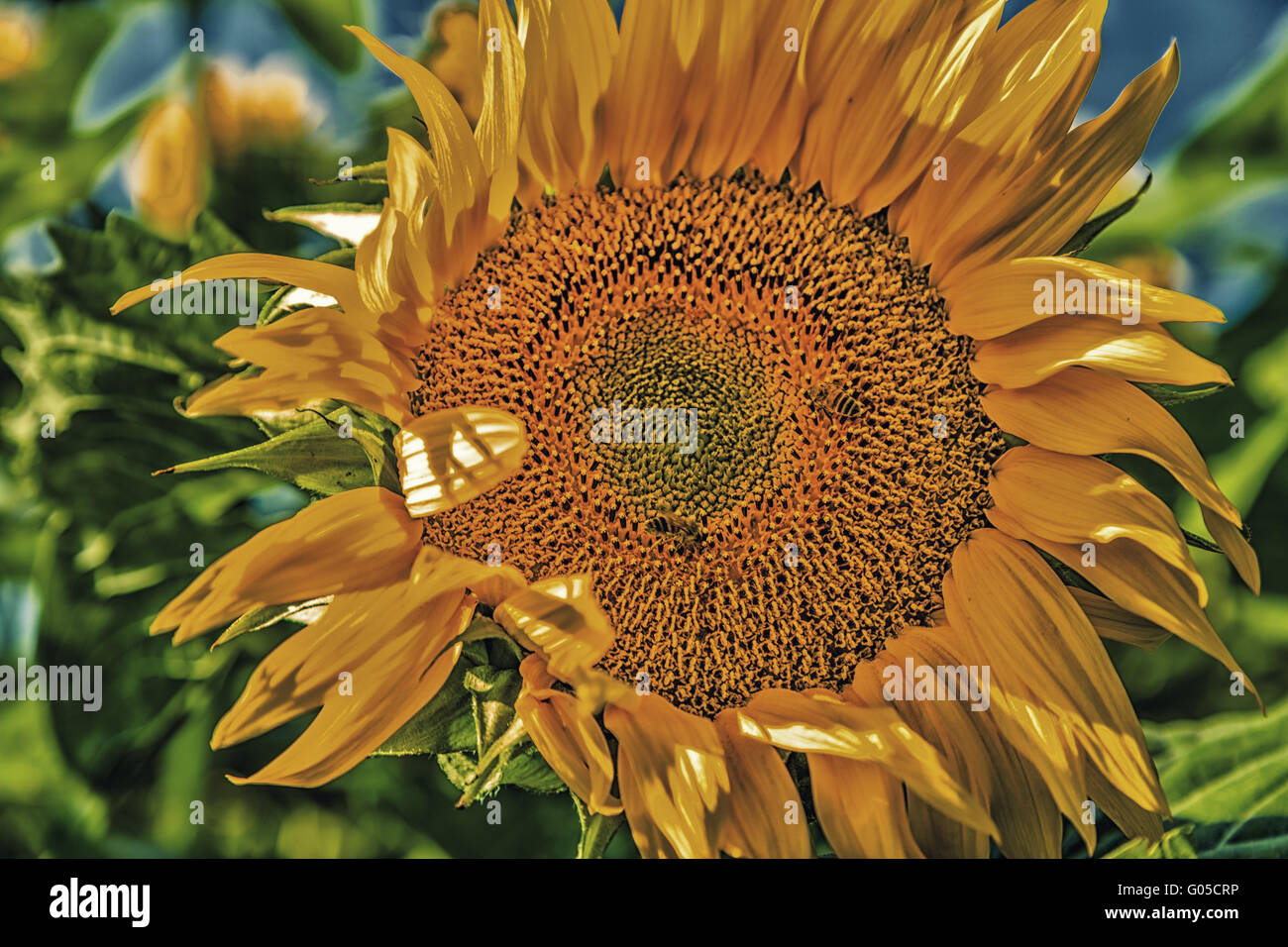 close-up of a bee pollinating sunflower - the arrival of summer is announced by the bright yellow of this flower symbol of sun and heat Stock Photo