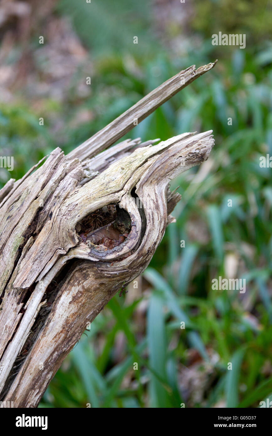 A Fallen tree branch Stock Photo