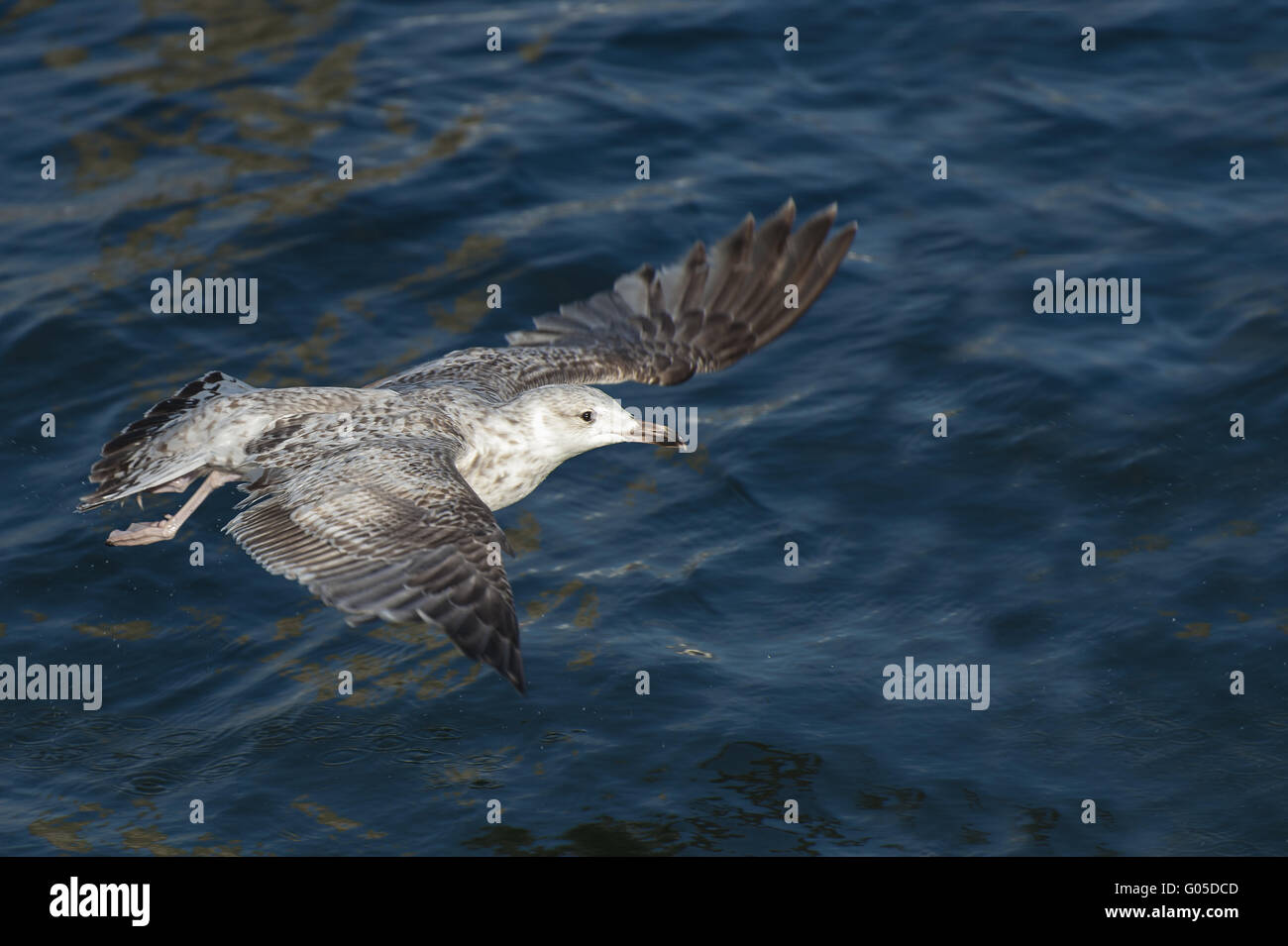 young herring gull in flight low over the water su Stock Photo