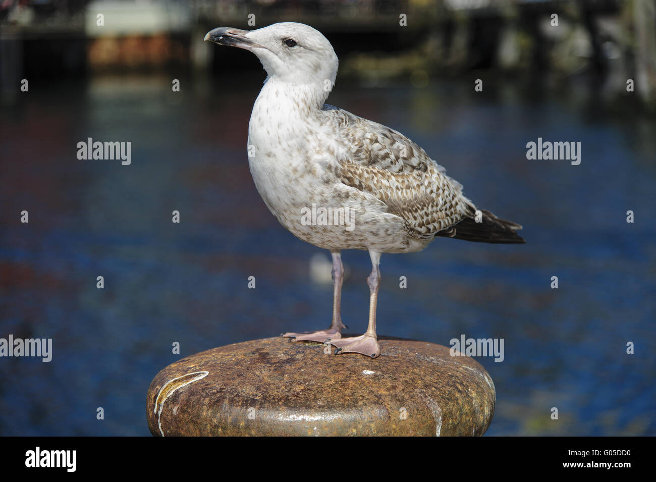 young herring gull sitting on a pole in the harbor Stock Photo