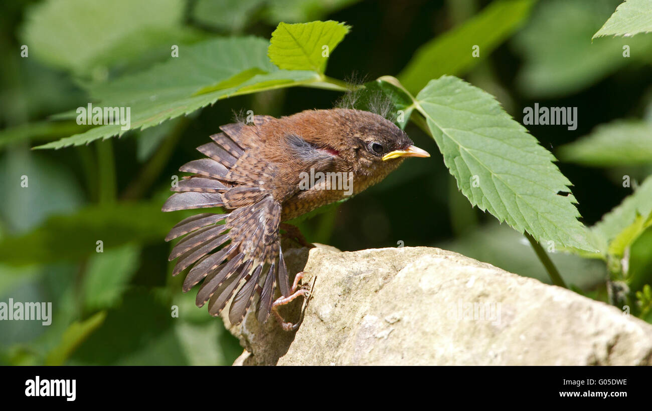 Wren Stock Photo