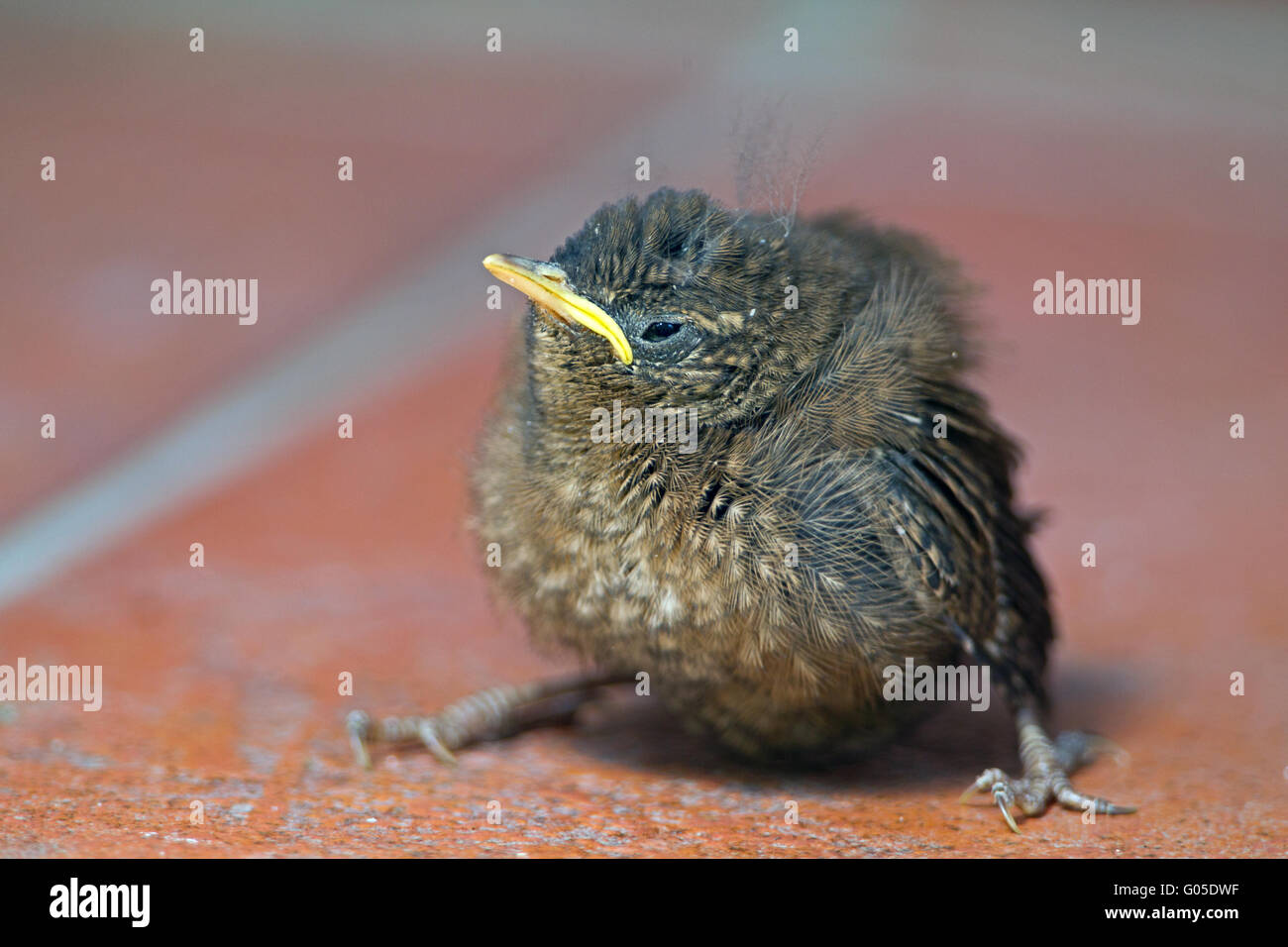 Wren Stock Photo