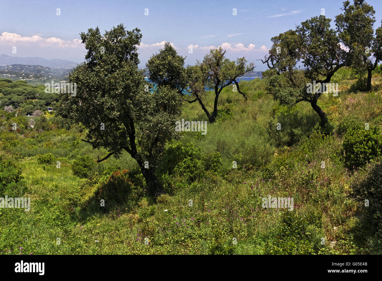 Cap Camarat, Ramatuelle, landscape with old trees Stock Photo