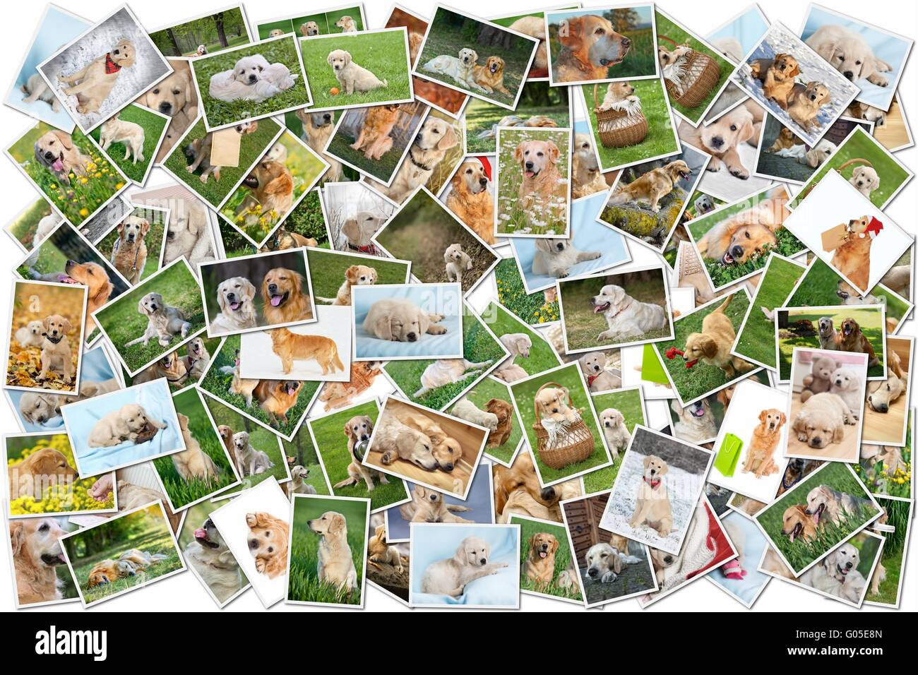 A collage of photos of golden retriever 101 pieces Stock Photo Alamy