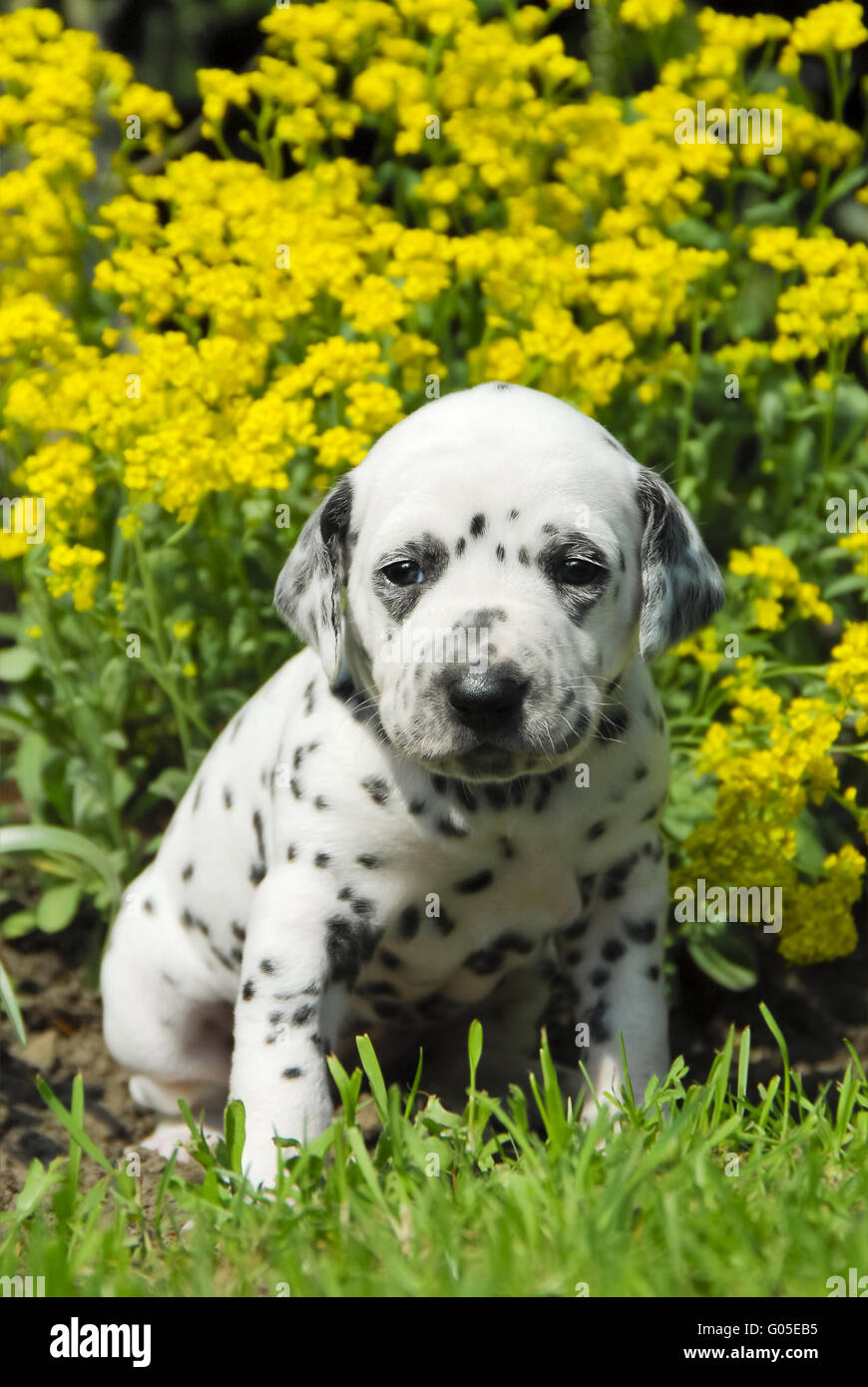 Dalmatian puppy, three weeks old, in a flowerbed Stock Photo