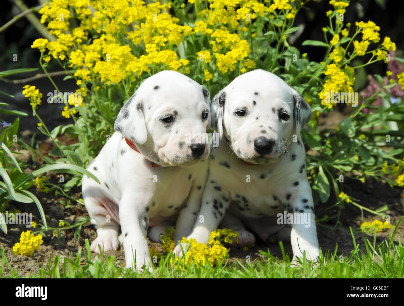 Two Dalmatian puppies three weeks old side by side Stock Photo