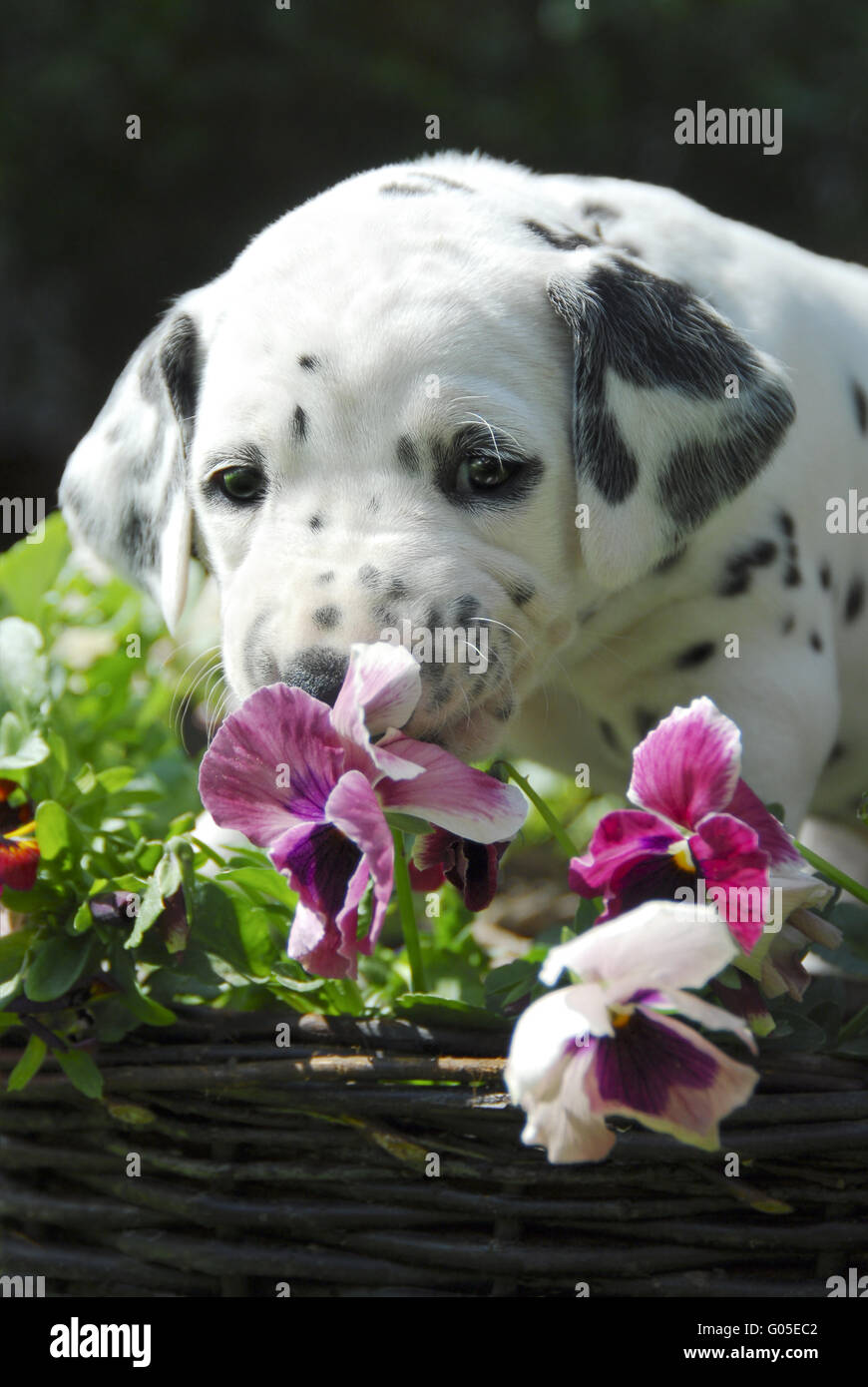 Dalmatian puppy, four weeks old, smells at pansy Stock Photo