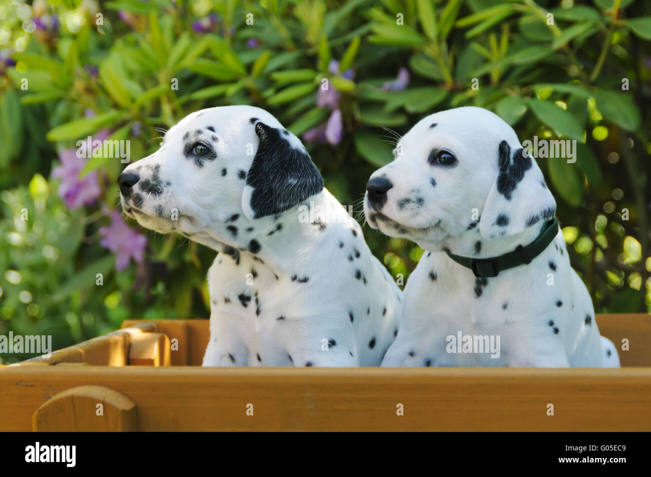 Two Dalmatian puppies, five weeks old side by side Stock Photo