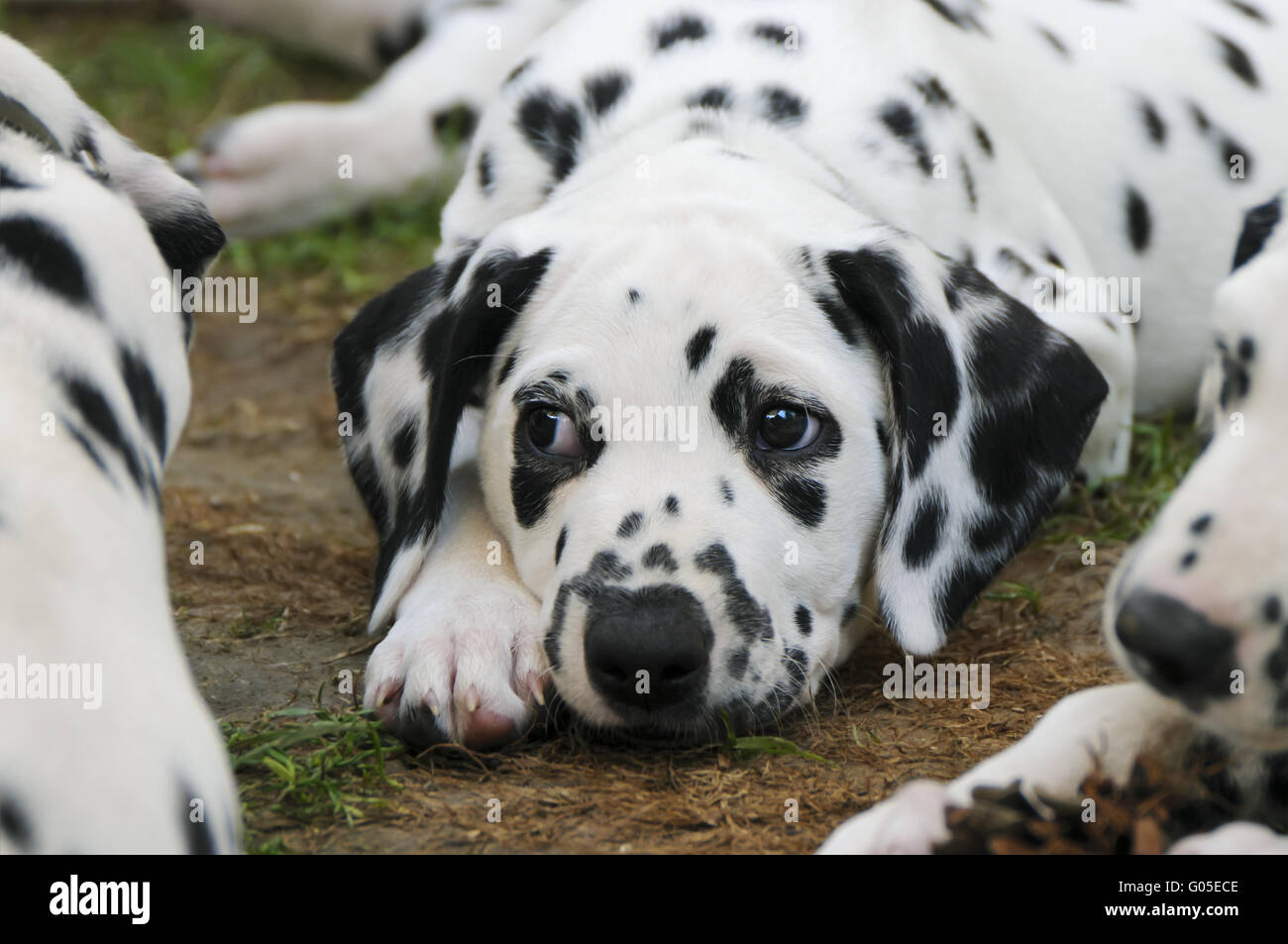 Dalmatian puppy, seven weeks old, portrait Stock Photo