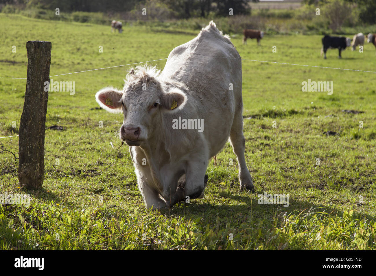 Domestic Cattle (Bos primigenius taurus) suspended Stock Photo