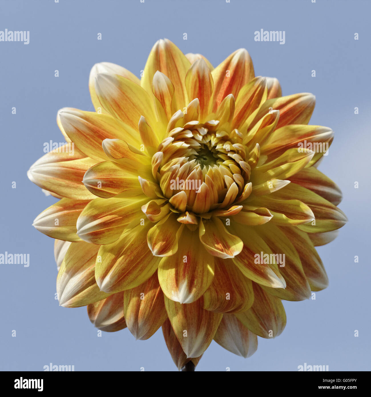 Dahlia 'Peaches and Cream', , Decorative Dahlia Stock Photo