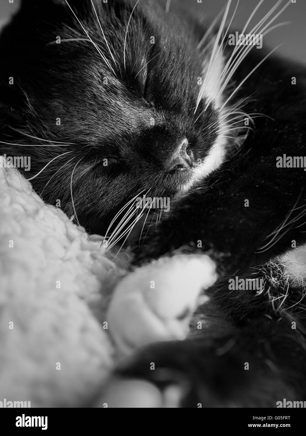 Black and white cat sleeping on furry blanket Stock Photo