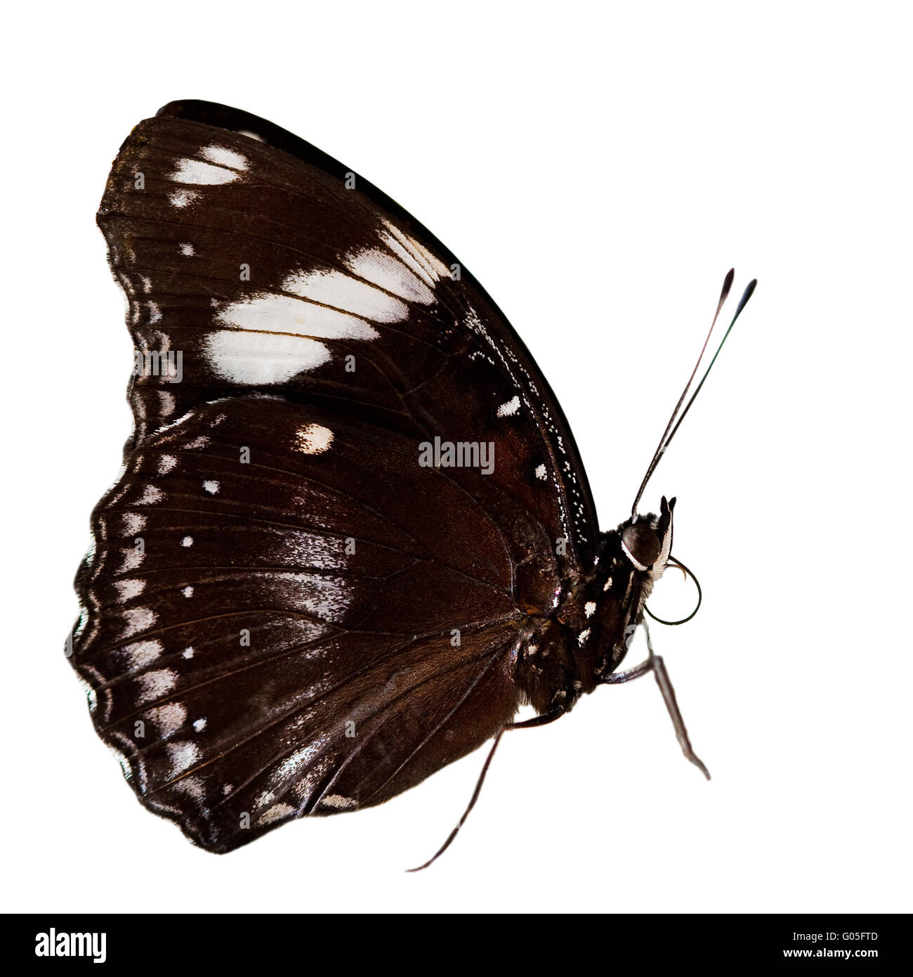 beautiful butterfly isolated on white background Stock Photo - Alamy