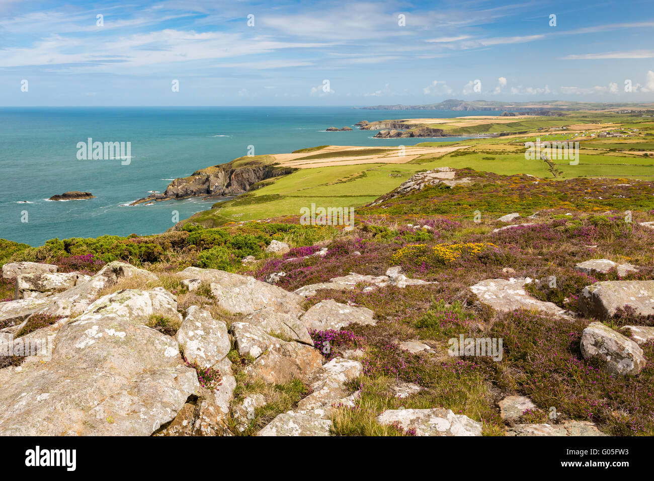 The north Pembrokeshire coastline from Penberry mountain with wild flowers and heather - Pembrokeshire Stock Photo