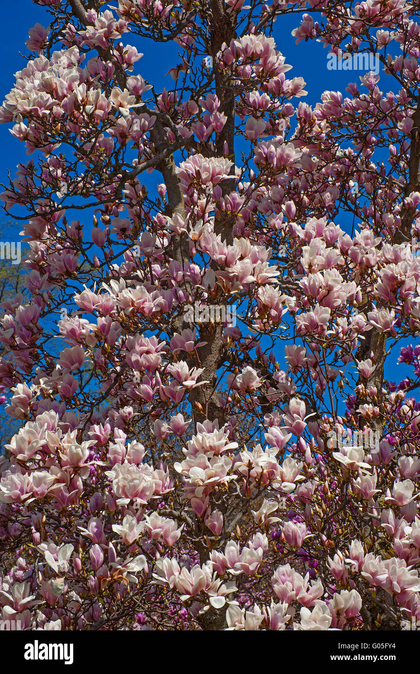 Magnolia soulangeana alba hi-res stock photography and images - Alamy