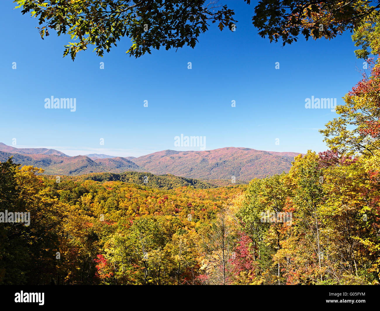Fall colors woods in the Smoky Mountains National Park Stock Photo Alamy