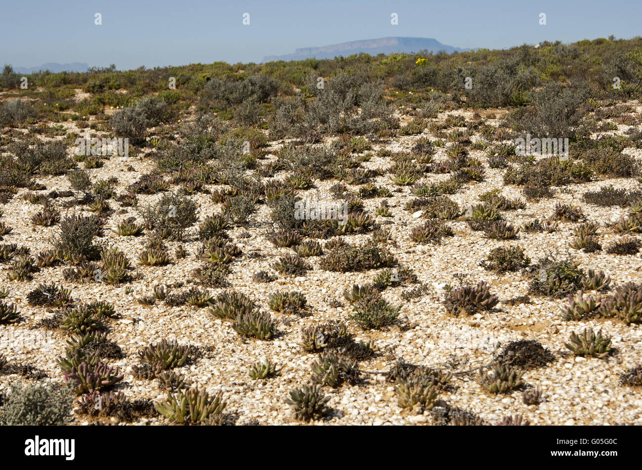 quartz gravel fields, Knersvlakte, South Africa Stock Photo