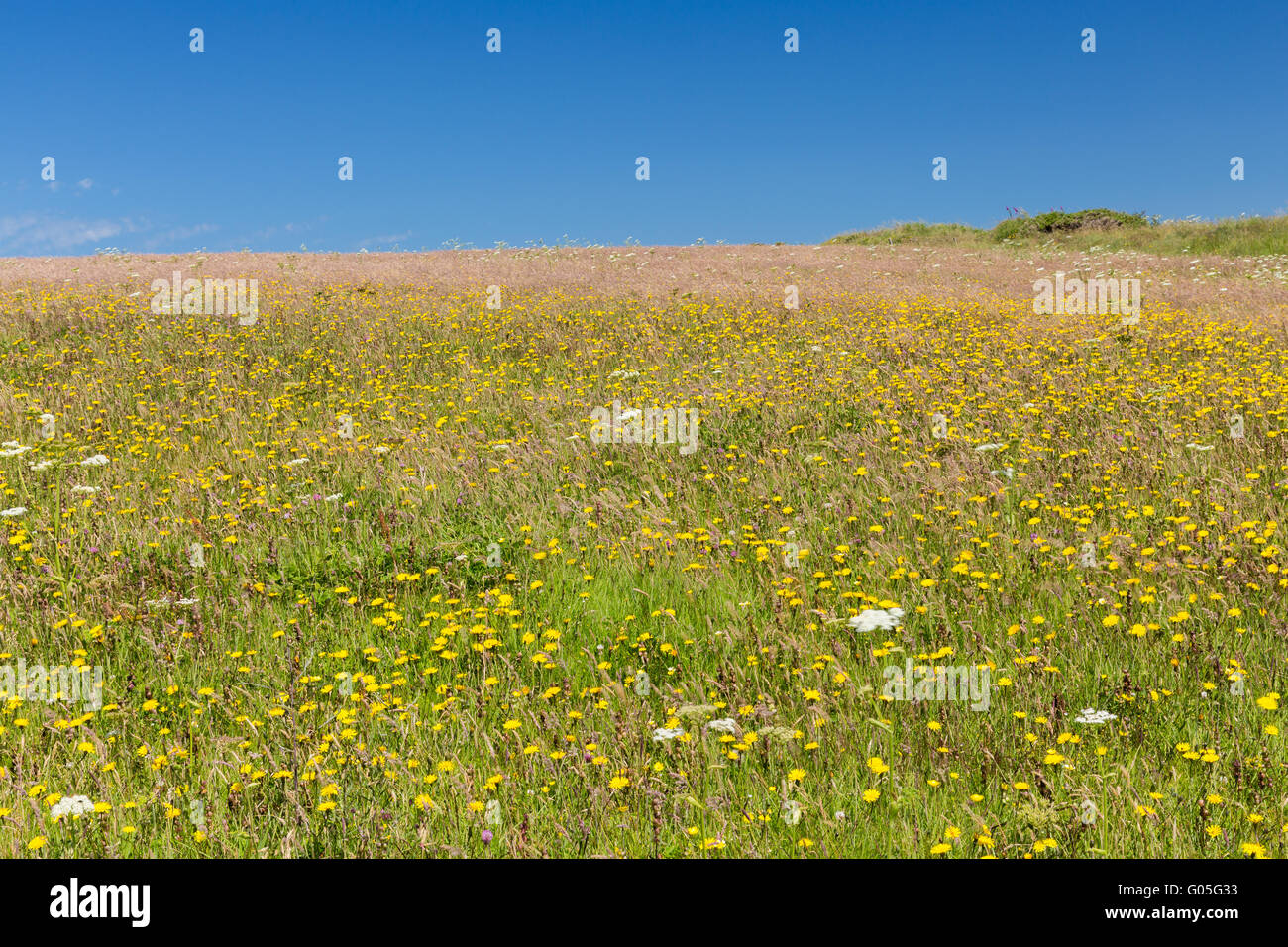 Wild Flower Meadow west Angle bay - Pembrokeshire Stock Photo