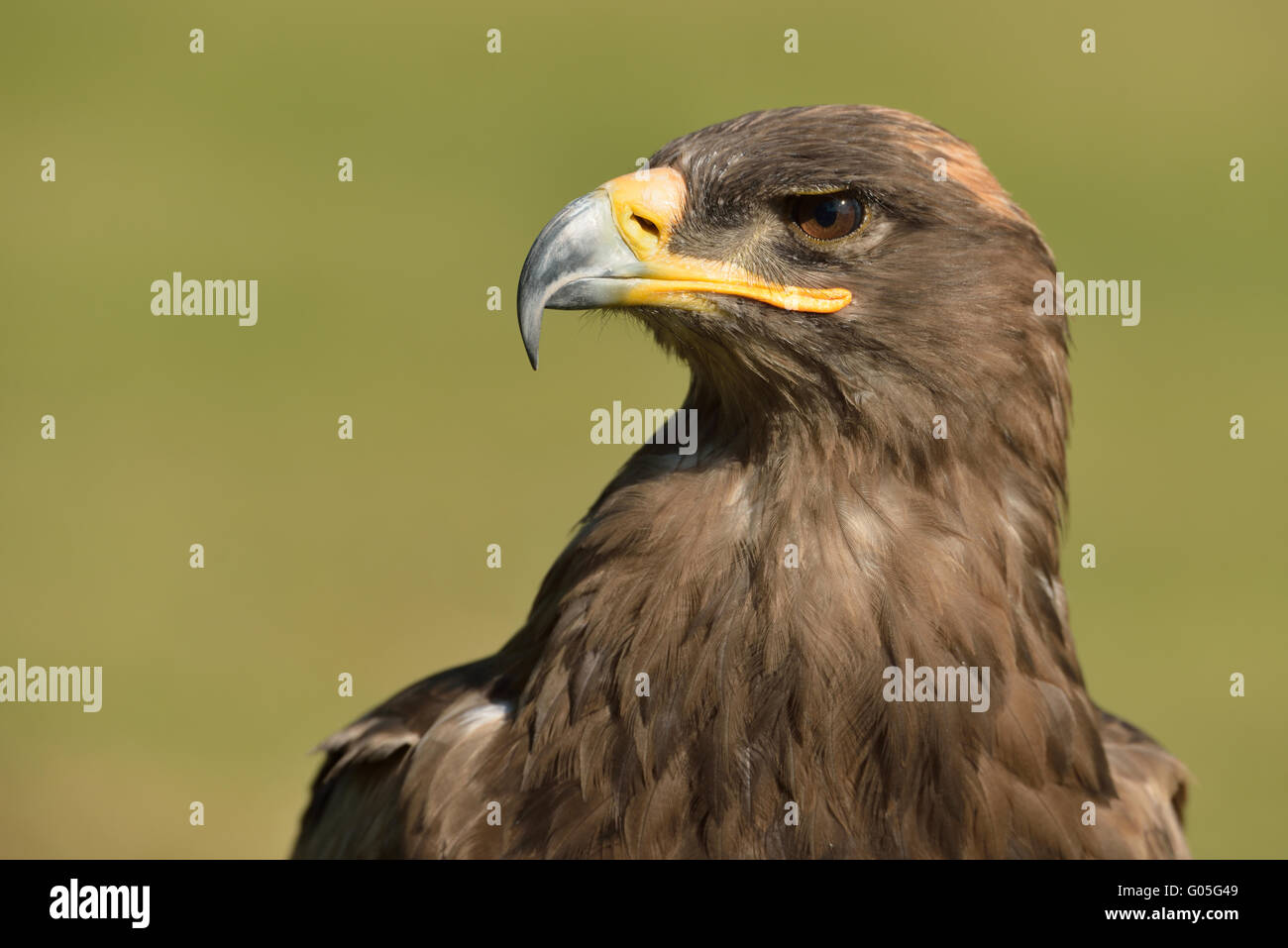 steppe eagle Stock Photo