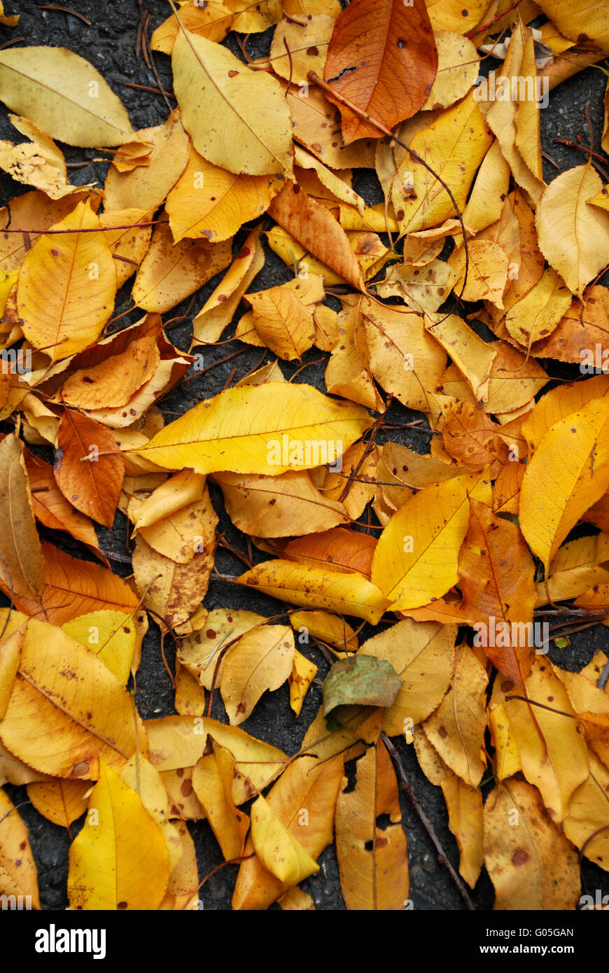 Wet, yellow leaves on the ground Stock Photo - Alamy
