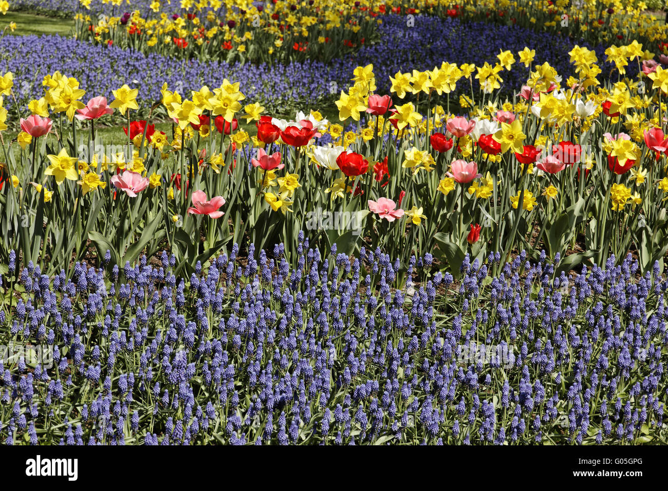 Daffodils and grape hyacinths hires stock photography and images Alamy