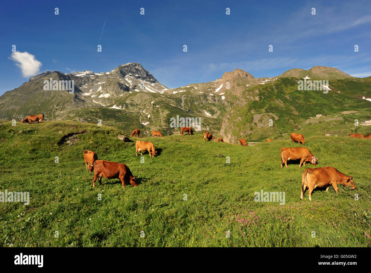 Cows in mountain Stock Photo
