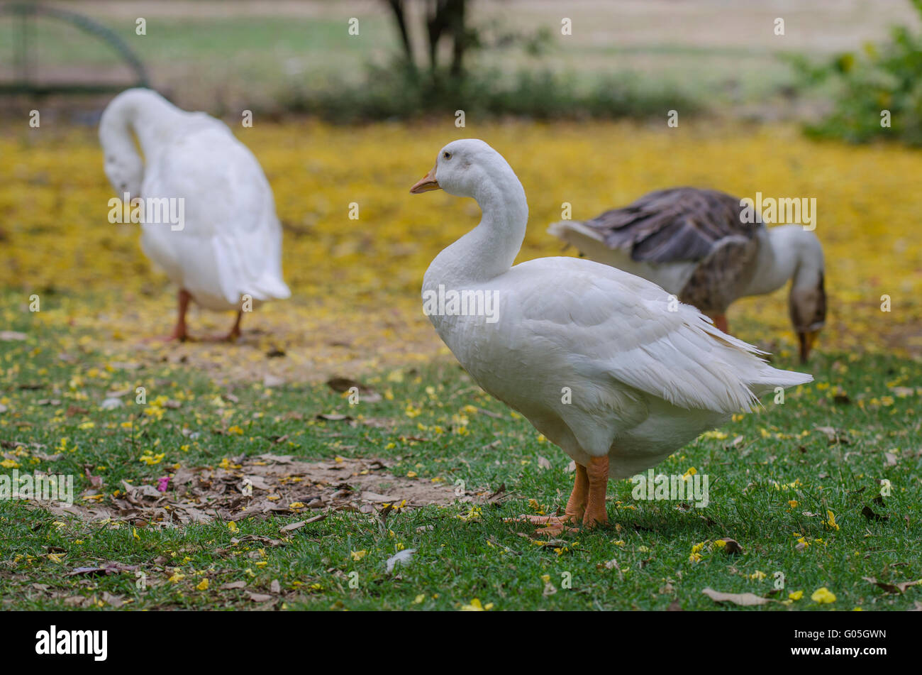 A white (emden) goose in Lodi garden, Delhi Stock Photo