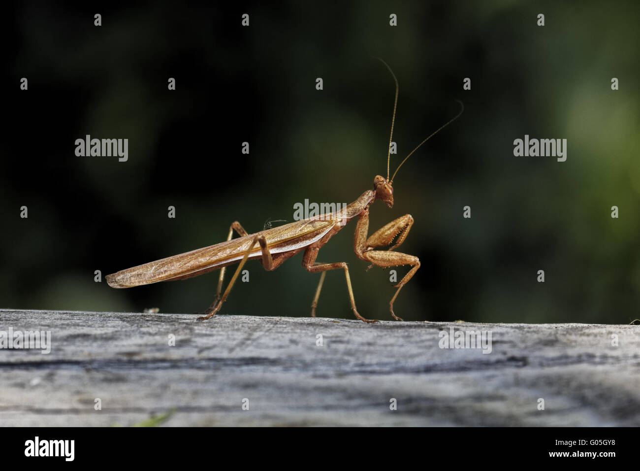 Mantis religiosa, European Mantis, Praying Mantis Stock Photo