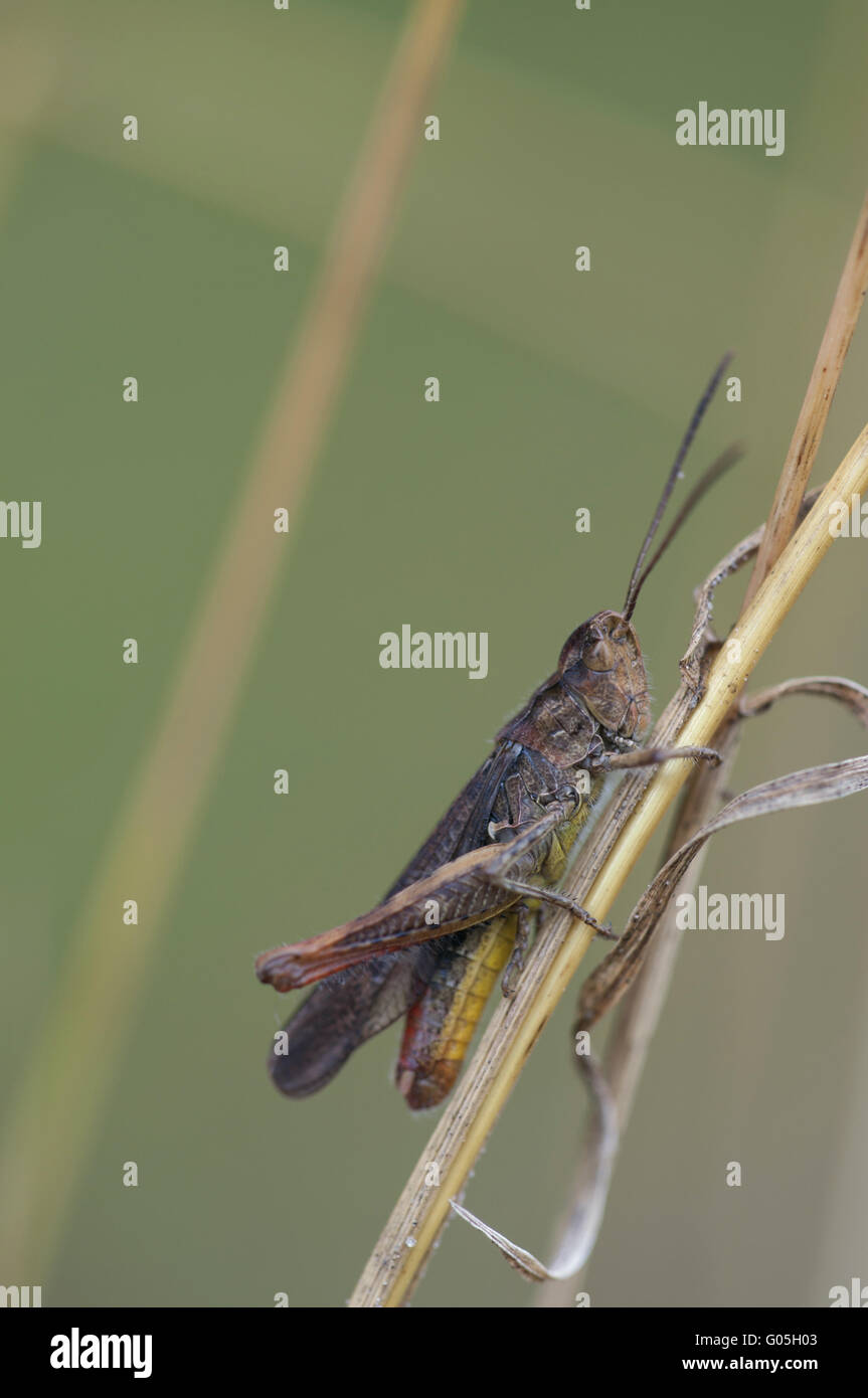 common field grasshopper (Chorthippus brunneus, sy Stock Photo