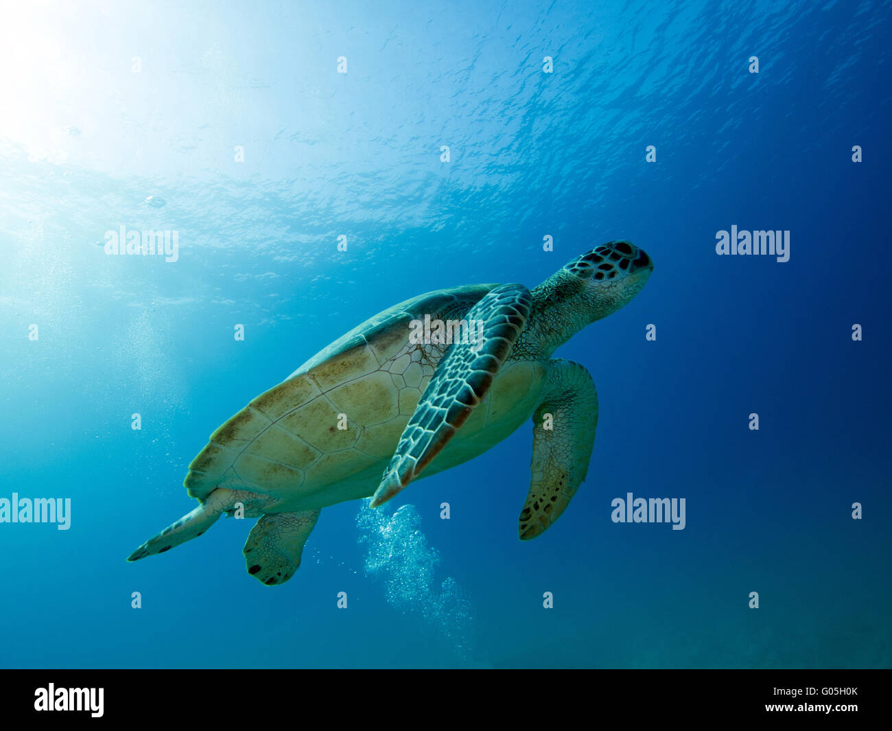 sea turtle Stock Photo