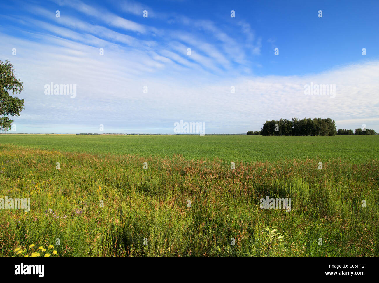 Summer landscape with green field and blue sky Stock Photo - Alamy