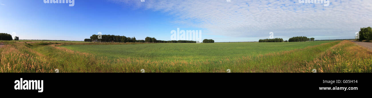 Summer panorama of green field and blue sky Stock Photo - Alamy